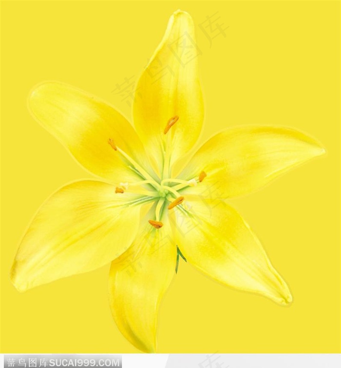 黄色百合花
