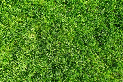 鲜嫩的草地景色素材图片 鲜嫩的草地景色素材图片