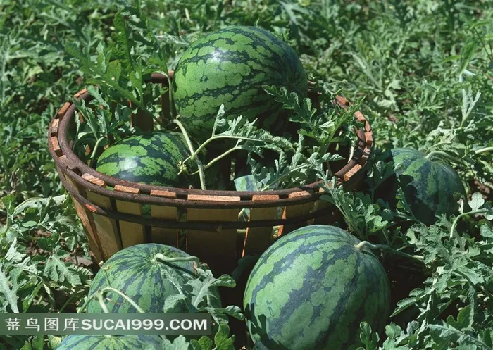 西瓜地摄影设计素材