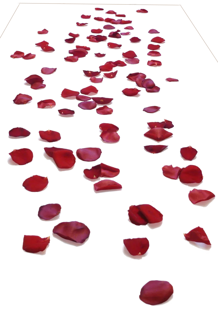 花瓣 免抠 漂浮 花瓣元素