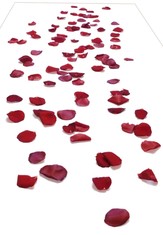 花瓣 免抠 漂浮 花瓣元素