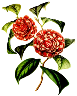 复古手绘植物花卉玫瑰花PNG免扣图案高清图片PS设计素材图