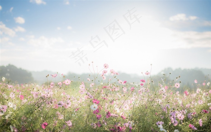 安静阳光花海