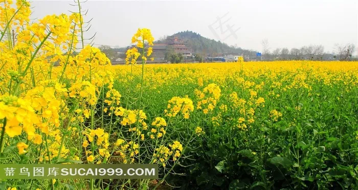 油菜花田摄影