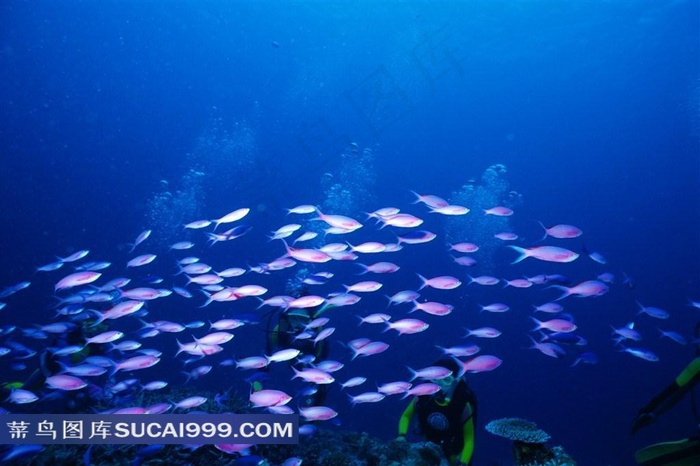 海洋生物深海鱼群高清写真摄影大图