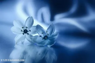 高清唯美白色小花鲜花图片