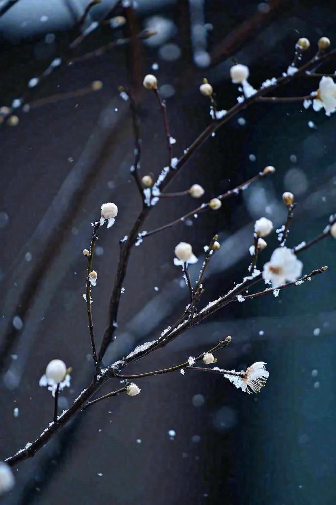 冬天雪花枝叶植物简约意境，冬季小雪大雪冬至摄影图(896x1344)