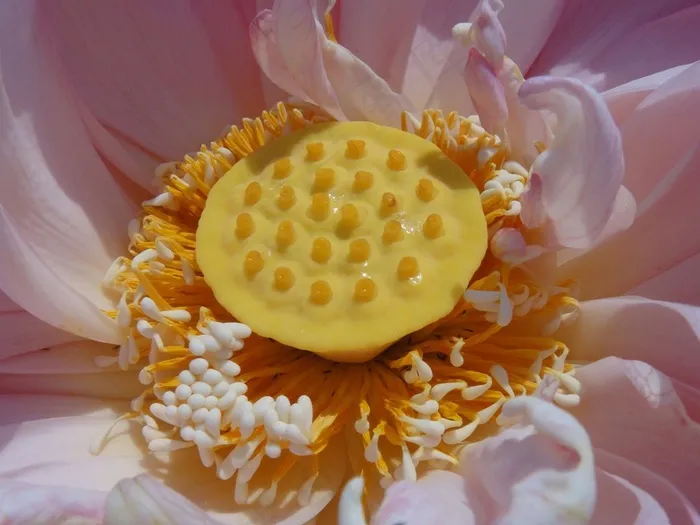 荷花花蕊特写图片