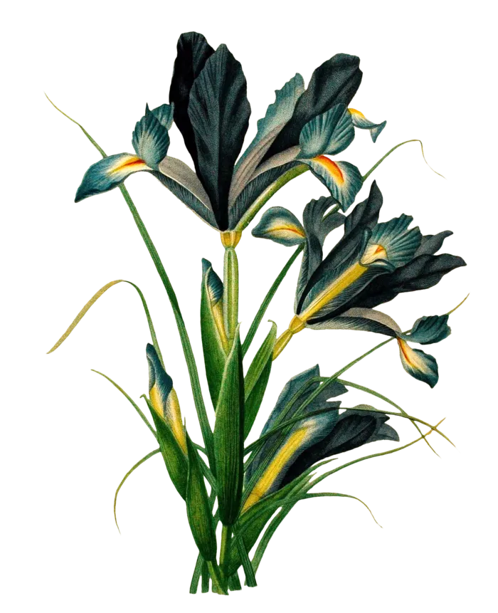 复古手绘植物花卉插画 免抠