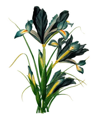 复古手绘植物花卉插画 免抠