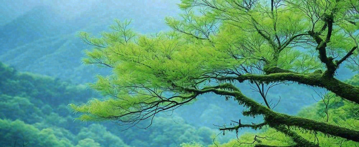 悬崖高山意境云层绿树树木特写