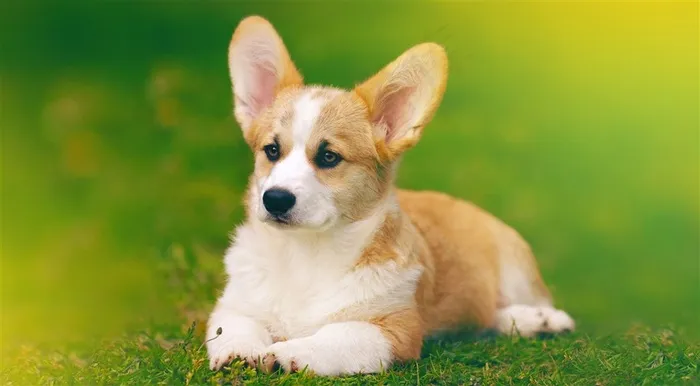 可爱短腿柯基狗狗