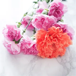 唯美康乃馨图片