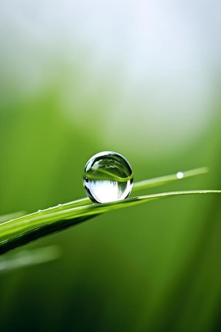 枝叶树叶绿色水滴露珠清新背景