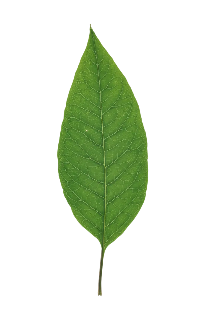 绿色叶子PNG免抠高清素材