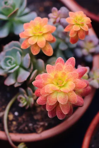 多肉植物盆栽摄影图