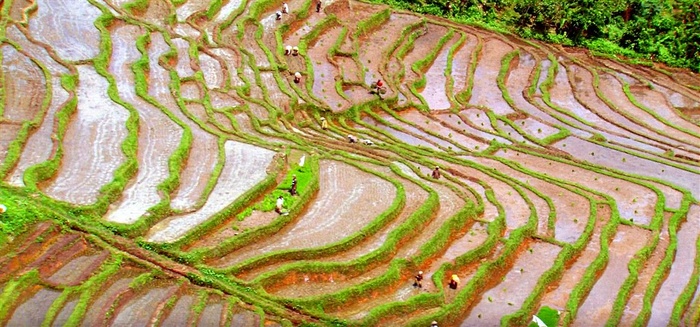 把梯田耕成牛排大餐