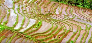 把梯田耕成牛排大餐