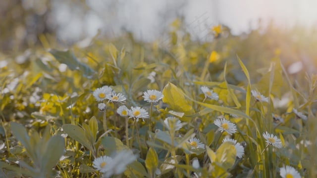 雏菊, 花瓣, 花朵, 樱桃花, 樱花, 春天, 盛开