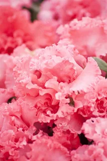 很美丽的粉红色花朵 很美丽的粉红色花朵