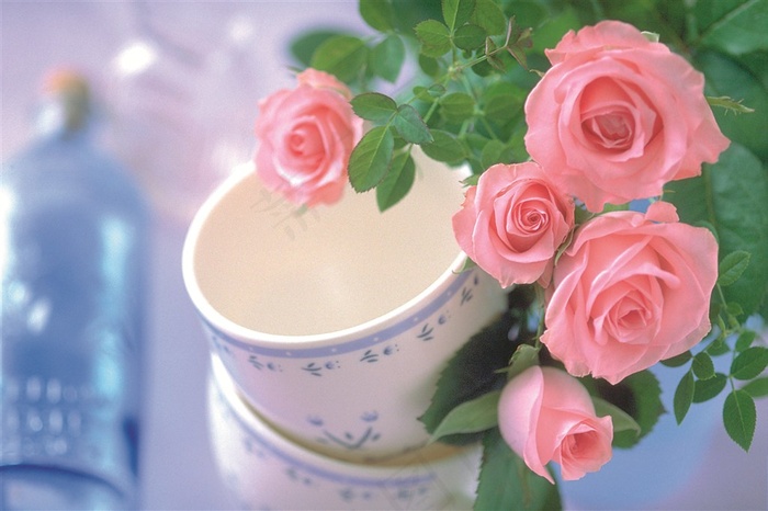 粉红色的玫瑰花