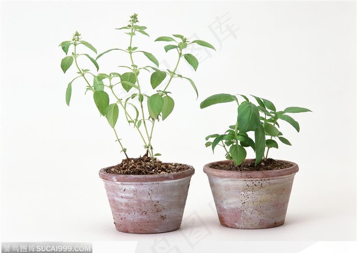 园艺工具-盆中的薄荷