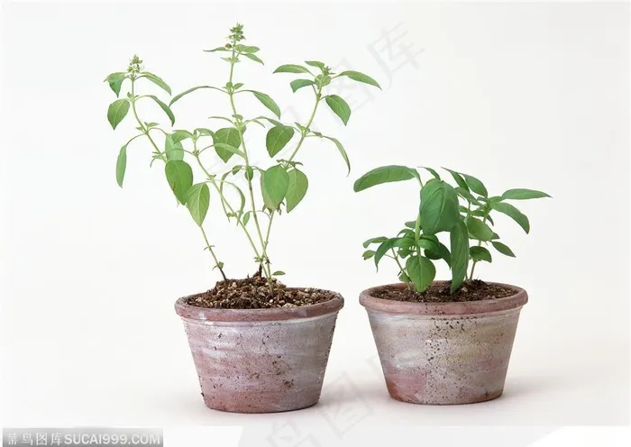 园艺工具-盆中的薄荷