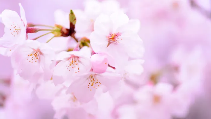 唯美粉色桃花