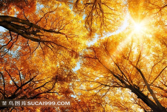 美丽的秋季森林自然美景高清摄影图片