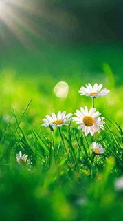 春天夏天草地绿叶小花阳光温馨，春分惊蛰谷雨摄影图