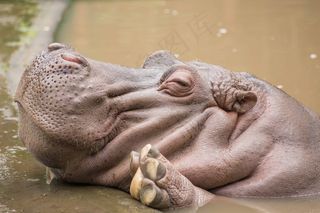 河马头部特写图片