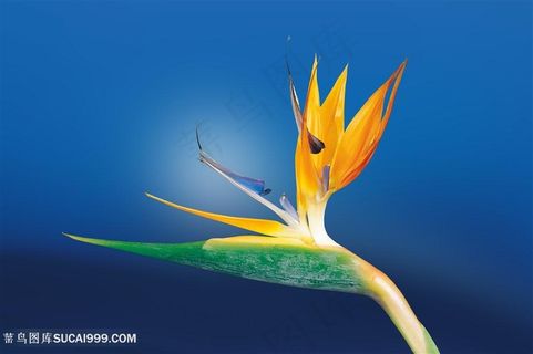 美丽鹤望兰图片素材