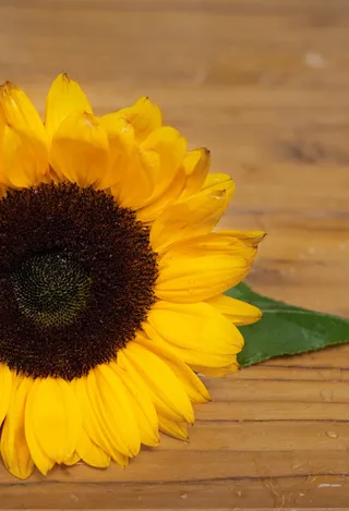 黄色向日葵摄影素材