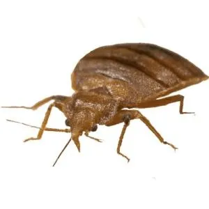 臭虫 PNG免抠(300x300)