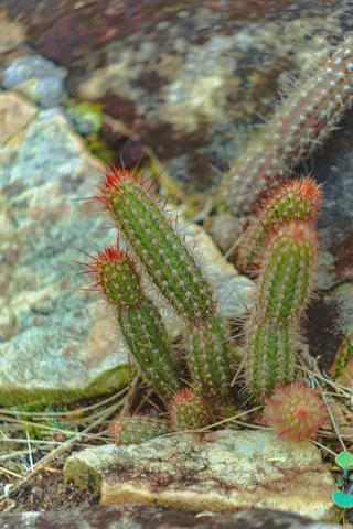 绿色仙人掌仙人球摄影素材