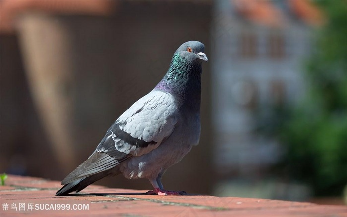 高清信鸽图片鸽子图片