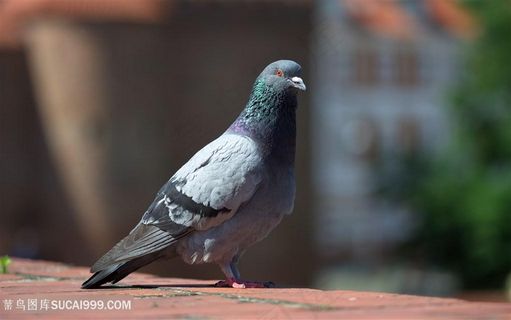 高清信鸽图片鸽子图片