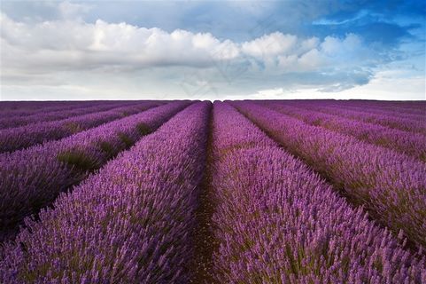 薰衣草花海鲜花图片