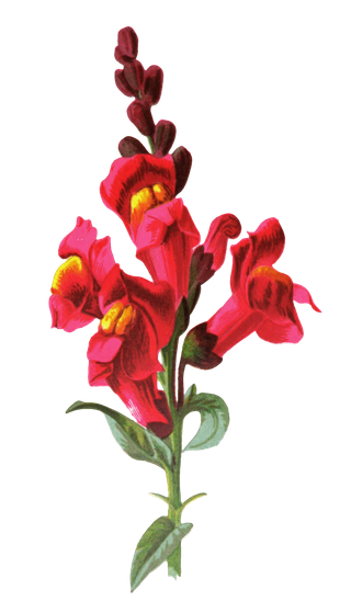 复古手绘植物花卉玫瑰花PNG免扣图案高清图片PS设计素材图