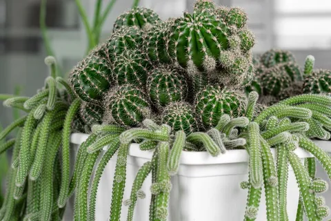 绿色仙人掌仙人球摄影素材