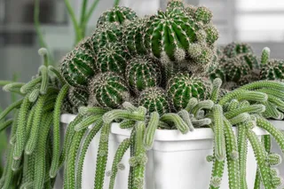 绿色仙人掌仙人球摄影素材