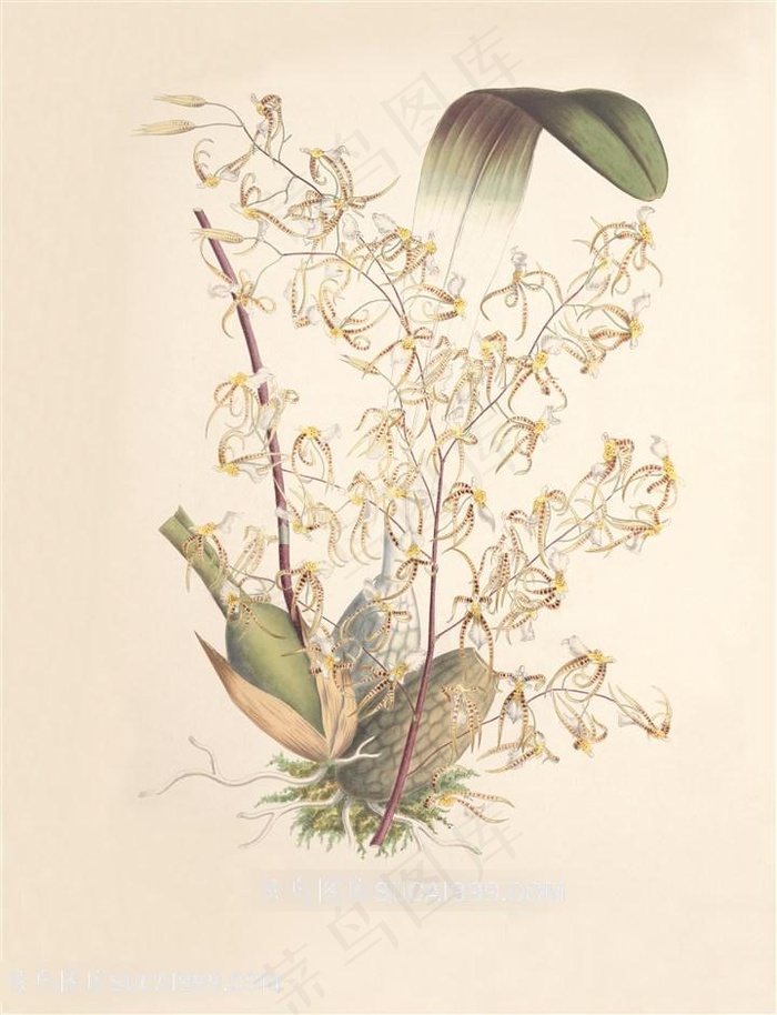 高清兰花复古装饰画