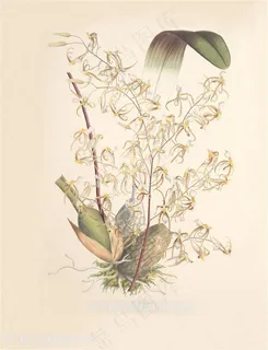 高清兰花复古装饰画 高清兰花复古装饰画