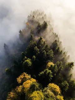 云雾中的树林风景图片 云雾中的树林风景图片