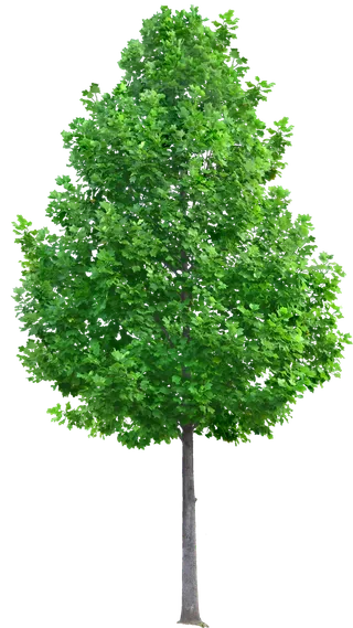 高清树木素材 免抠PSD植物素材 美术绘画园林贴图 树草灌木花草