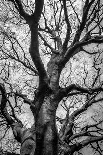 黑白树枝树杆图