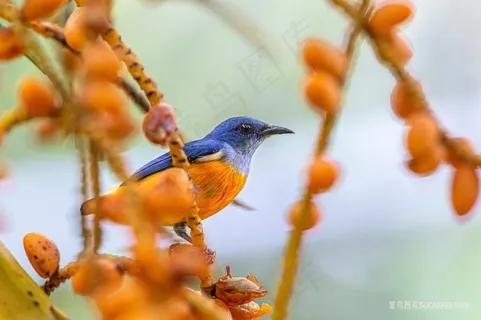 高清橙蓝色的鸟图片