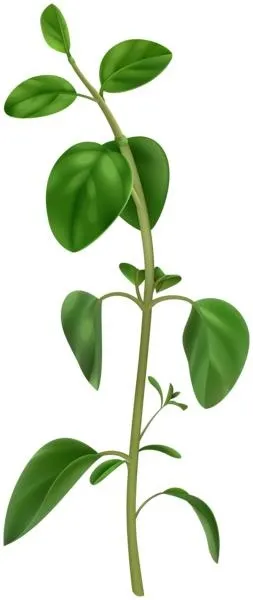 罗勒 PNG免抠(253x600)