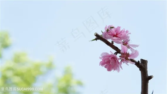 桃花桃树特写 桃花桃树特写