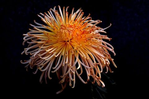 盛开的美丽菊花摄影素材